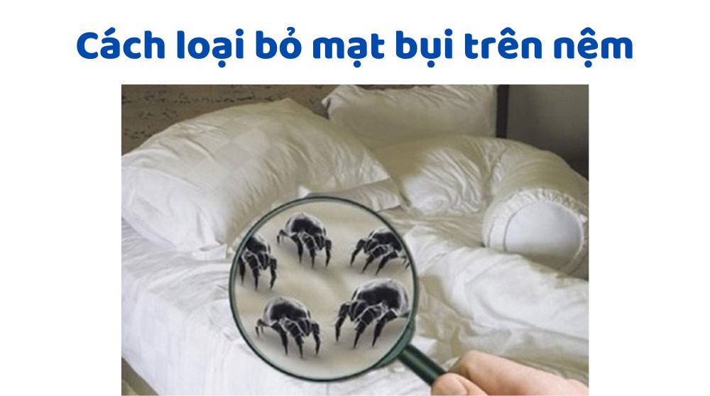 Mạt bụi là gì? Cách loại bỏ mạt bụi khỏi nệm | Diệt tận gốc