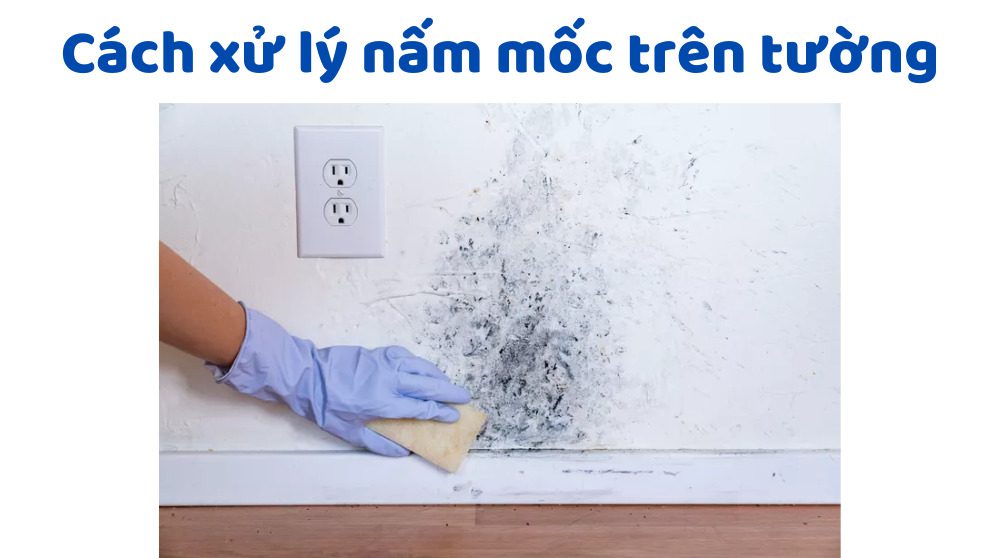 Cách xử lý nấm mốc trên tường