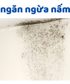 Cách ngăn ngừa nấm mốc