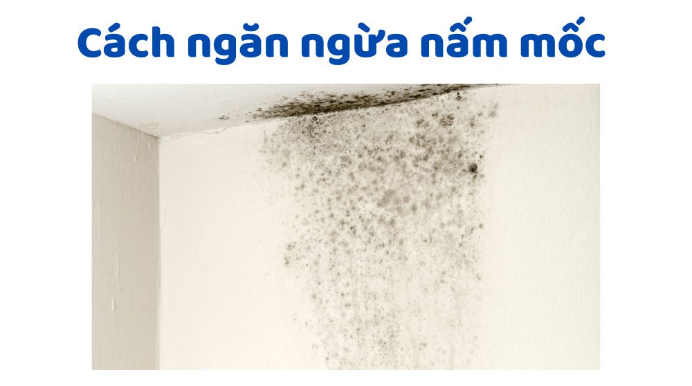 Cách ngăn ngừa nấm mốc