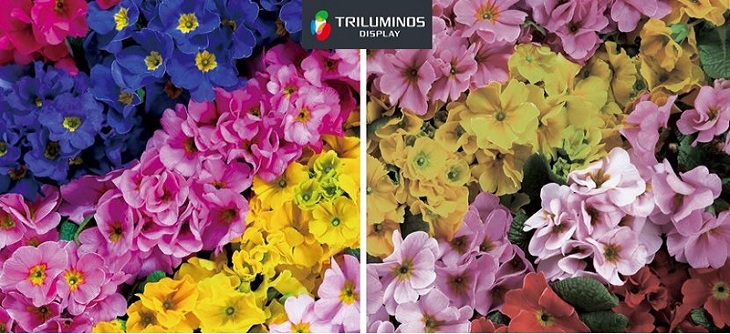 Công nghệ Triluminos Pro tái tạo mảng màu sắc tự nhiên, chân thực nhất