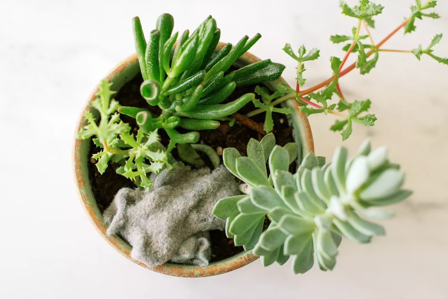 Xơ máy sấy được thêm vào cây mọng nước trong chậu làm phân hữu cơ